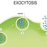 Exocytosis