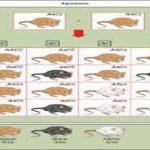 Extensions of the Laws of Inheritance