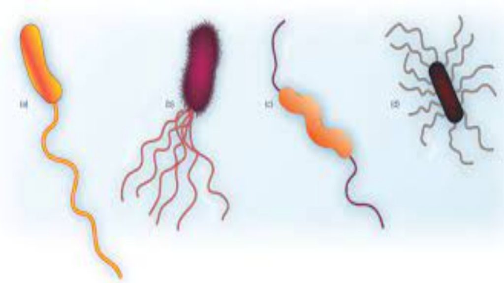 FLAGELLA STAIN