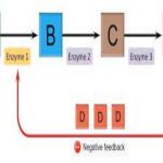 Feedback Inhibition in Metabolic Pathways