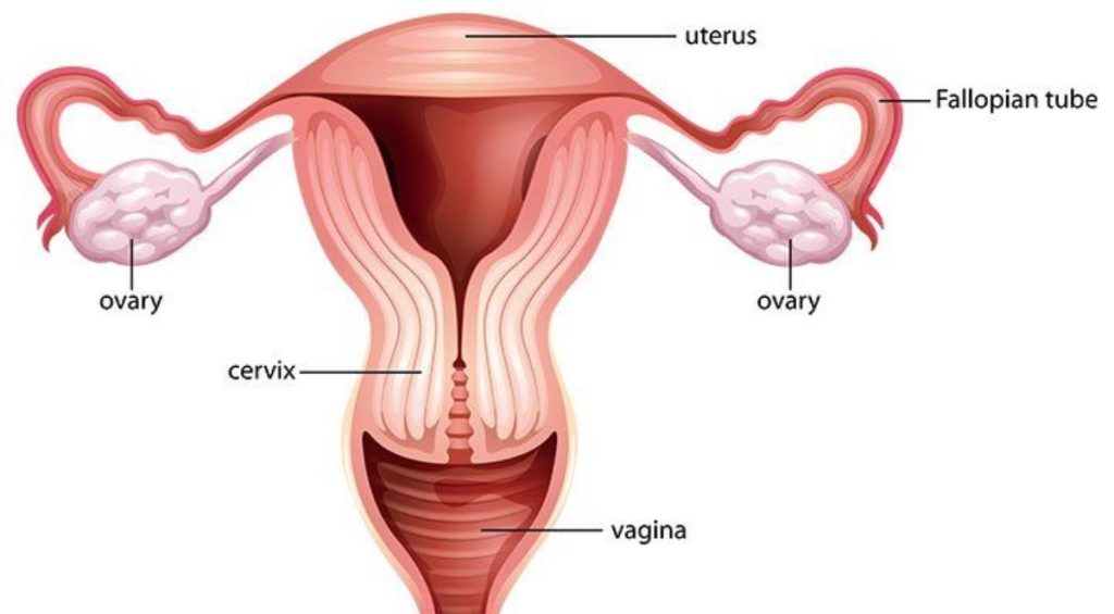 Female Reproductive Anatomy