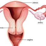 Female Reproductive Anatomy
