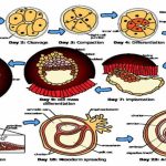 Fertilization and Early Embryonic Development