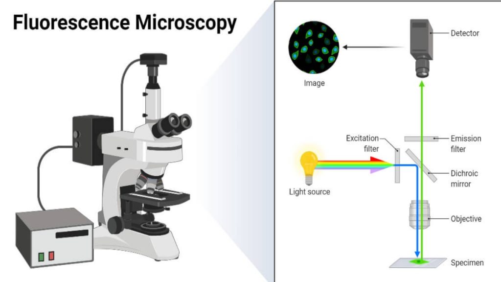 Fluorescence Microscope- Principle, Instrumentation, Applications, Advantages, Limitations