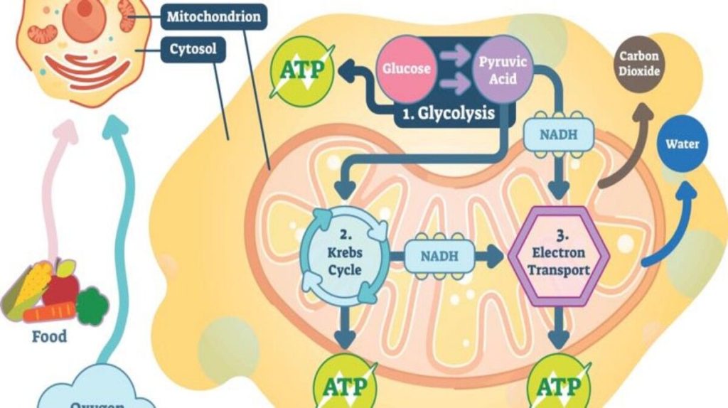 Food Energy and ATP