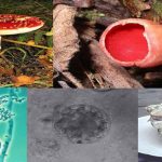 Fungi