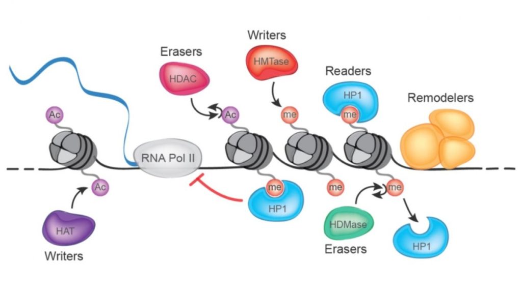 Regulation of Gene Expression