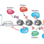 Regulation of Gene Expression