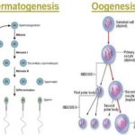 Gametogenesis (Spermatogenesis and Oogenesis)