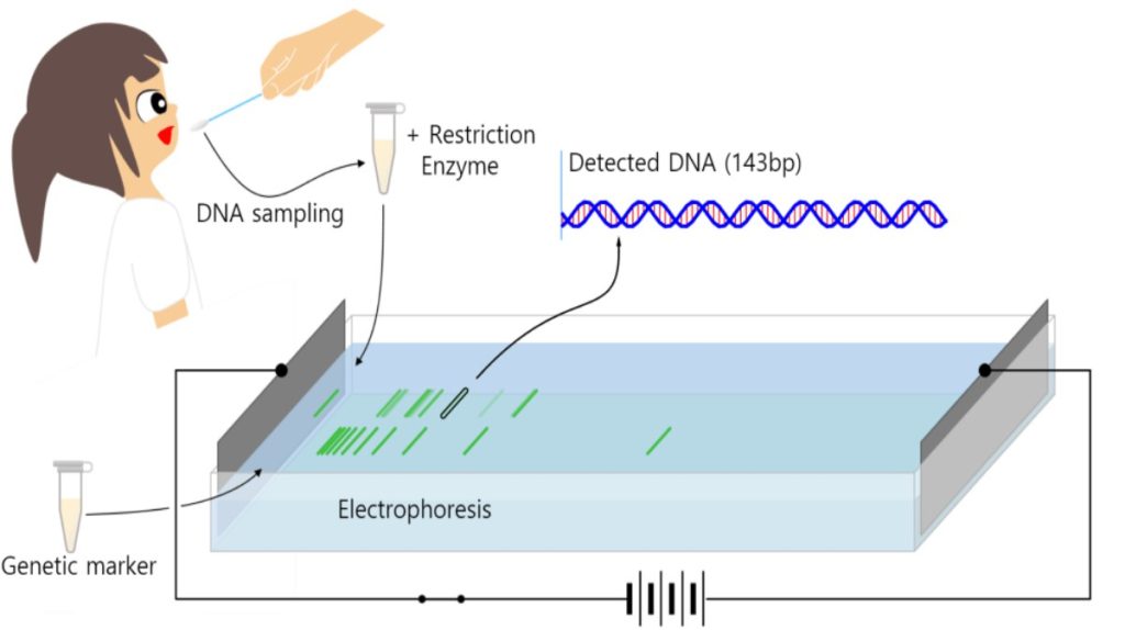 Gel Electrophoresis