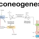 Gluconeogenesis