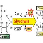 Glycolysis
