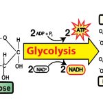 Glycolysis