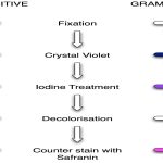 Gram Staining: Principle, Procedure and Results