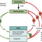 Hormonal Control of Human Reproduction