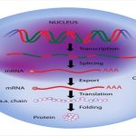 How Genes Are Regulated ?