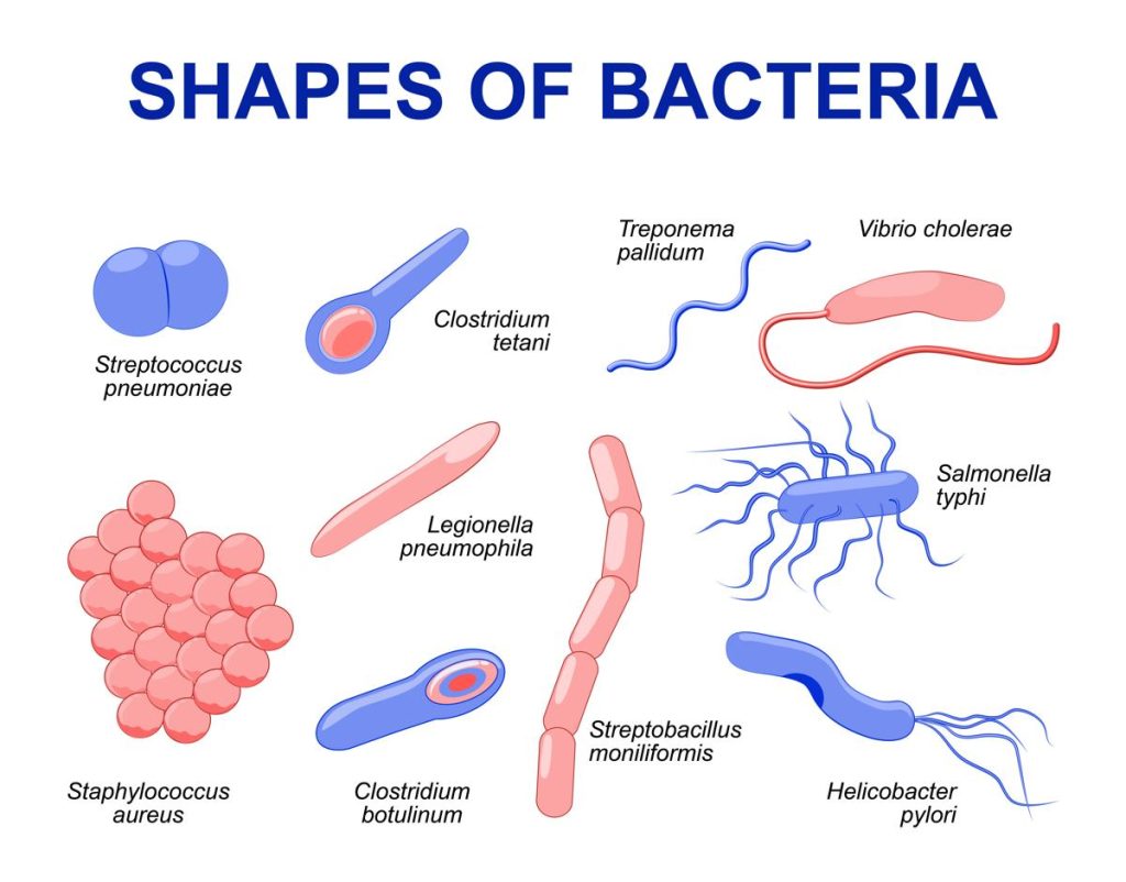 How do bacteria reproduce?