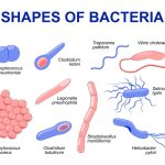 How do bacteria reproduce?