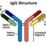 Immunoglobulin Structure