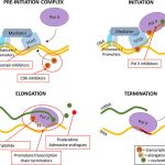 Inhibitors of Transcription or Translation