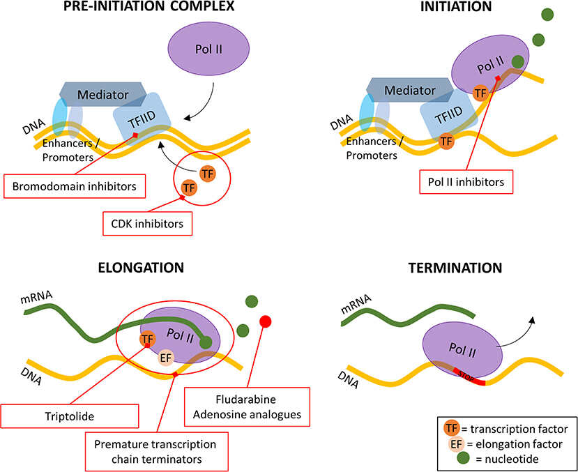 Inhibitors of Transcription or Translation