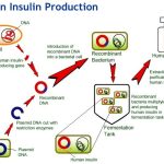 Insulin Production using Biotechnology
