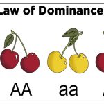 Law of Dominance