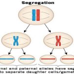 Law of Segregation