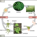 Life Cycles of Sexually Reproducing Organisms