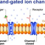 Ligand-gated ion channels