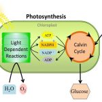 The Light-Dependent Reactions of Photosynthesis