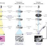 Difference Between Light Microscope and Electron Microscope