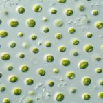 MICROALGAE
