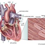 Mammalian Heart and Blood Vessels
