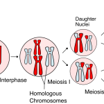 Meiosis