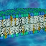 Membrane
