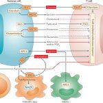 Metabolic Pathways