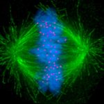 Mitotic Spindle Apparatus
