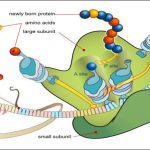 Introduction to Molecular Biology
