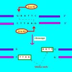 Molecular Products from Microbes