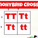 Monohybrid Cross and the Punnett Square