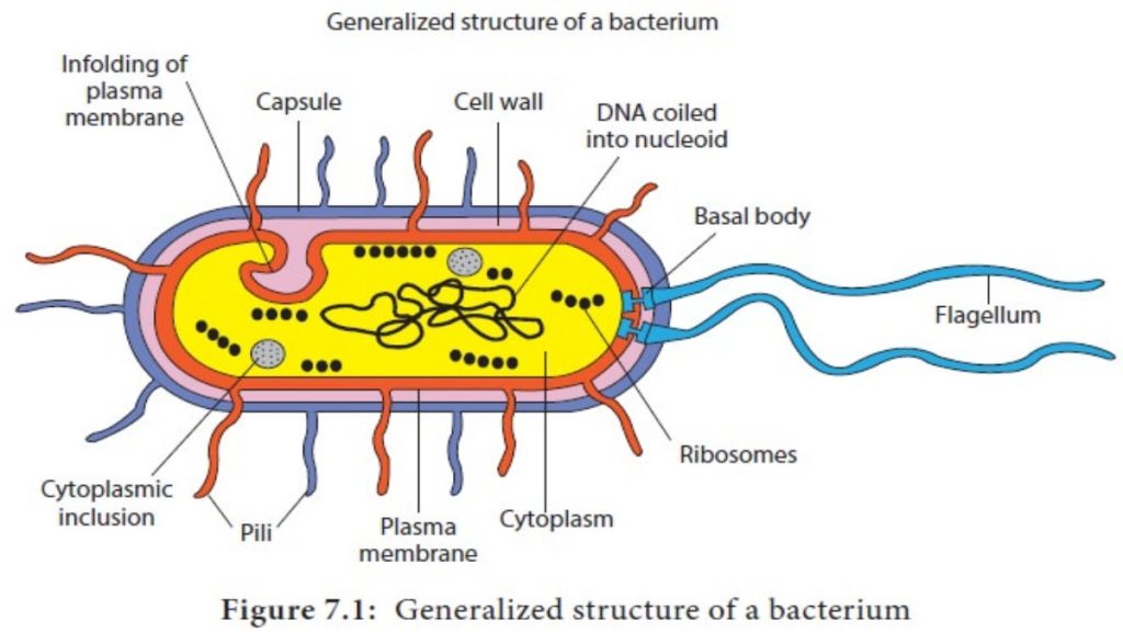 Morphology of Bacterial cell