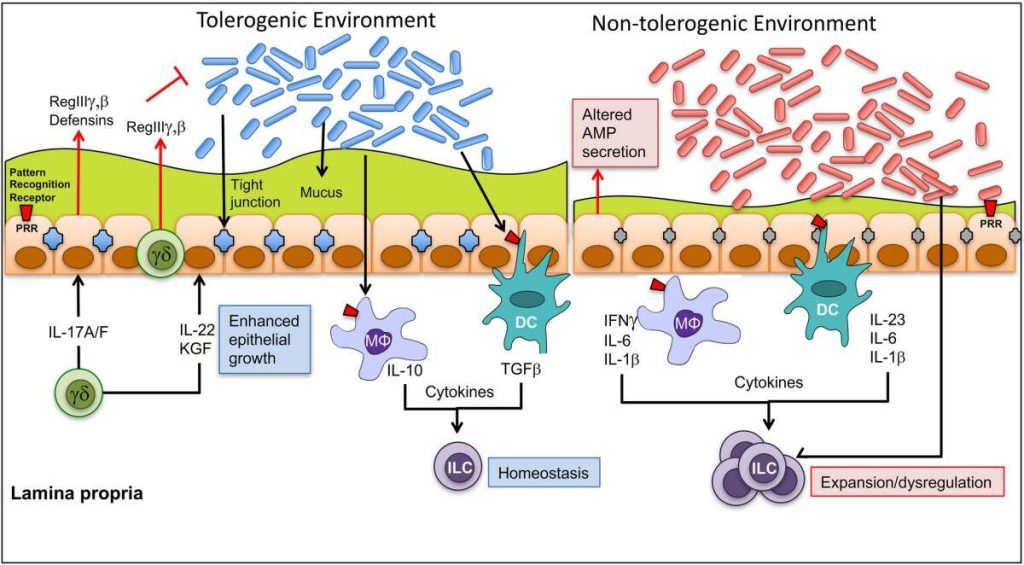 Mucosal Surfaces and Immune Tolerance