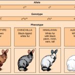 Multiple Alleles