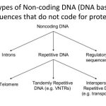 Non-coding DNA