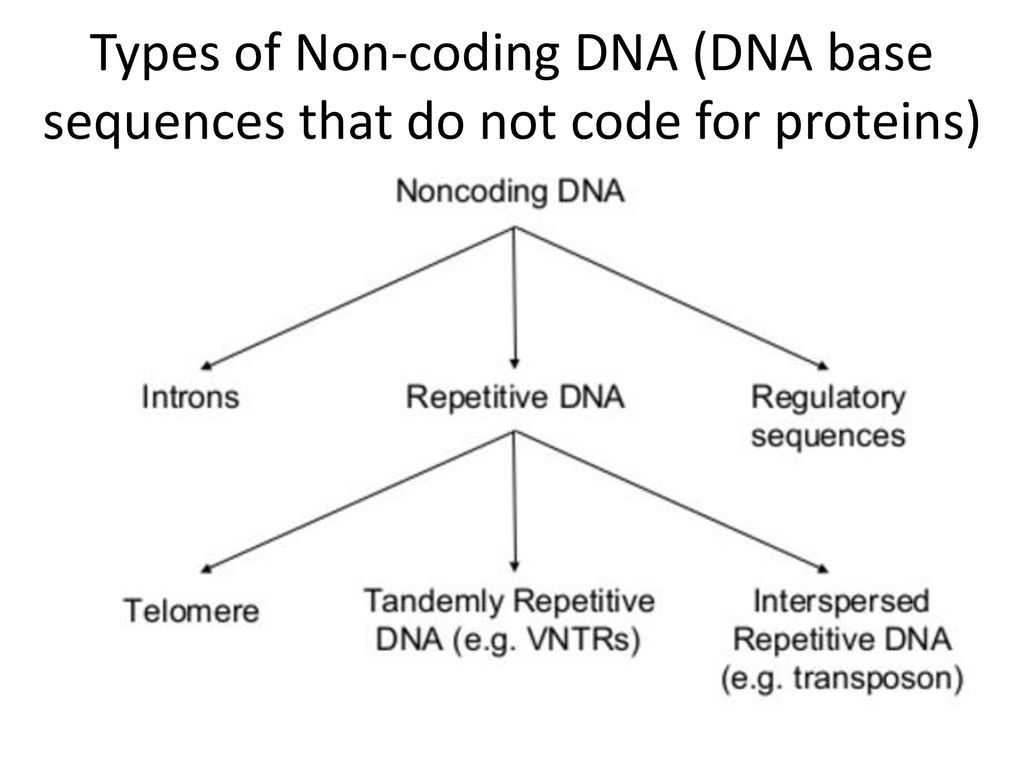 Non-coding DNA