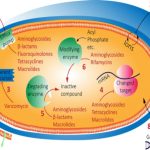 Normal Anti-Bacterial Action