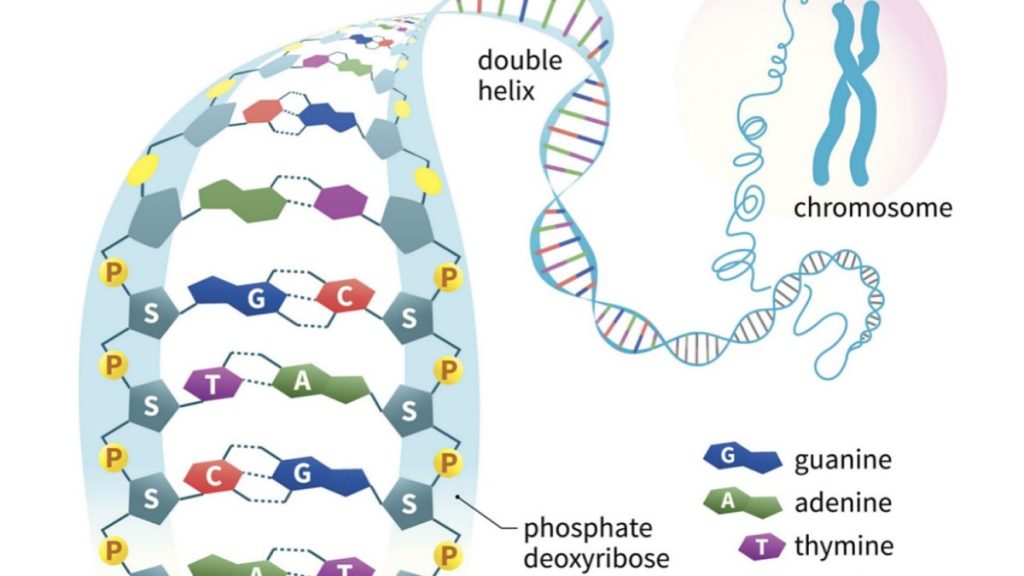 Nucleic Acid-Structure and physicochemical properties