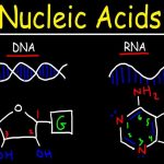 Nucleic Acids