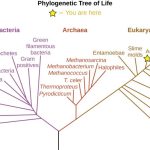 Taxonomy of Clinically Relevant Microorganisms
